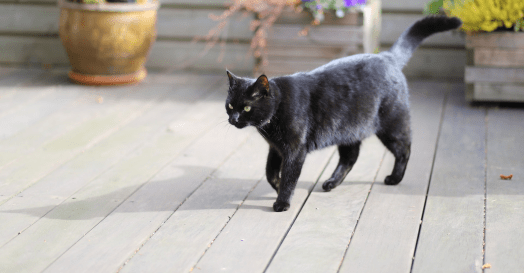 5 lectures étranges pour l'automne